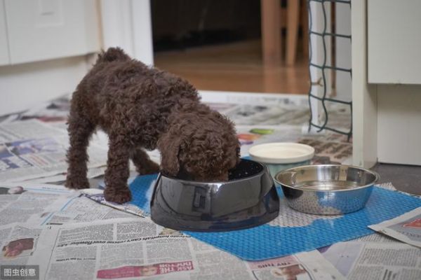 泰迪犬吃什么狗粮好？