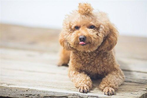 挑选6月泰迪狗粮，呵护宠物健康。