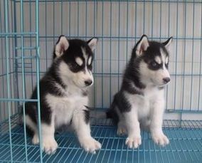 哈士奇专属狗粮选择技巧，让你的爱宠健康快乐每一天！