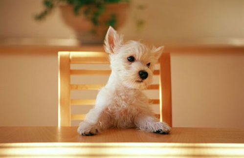 宠物喂食攻略：小奶狗狗粮喂养技巧