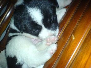 幼犬不睡垫？训练垫子技巧！