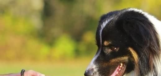 科学喂养狗狗，如何挑选合适的狗粮？