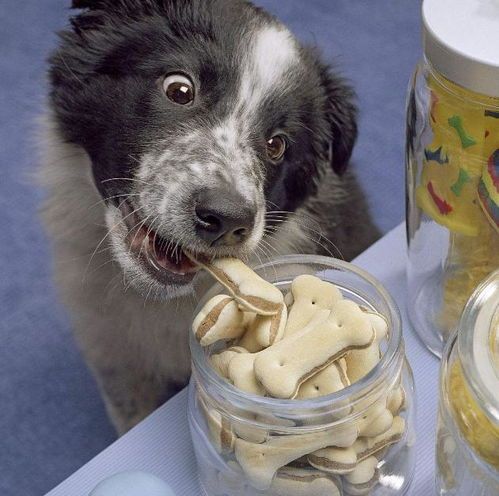 边牧挑选理想狗粮小技巧