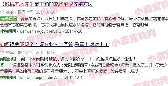 宠物豚鼠怎么养