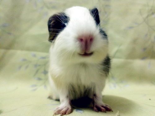 豚鼠几月龄算成年呢？