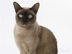 宠物店宠物猫怎么选择好