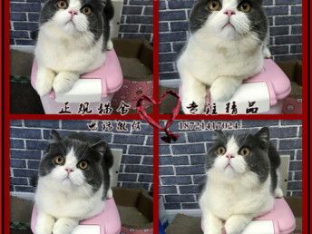 女孩怎么选择宠物猫
