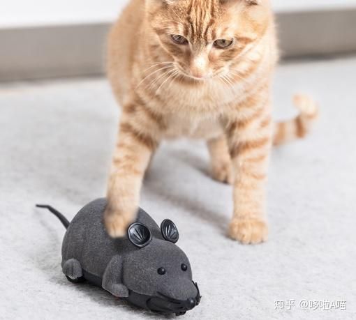 宠物猫玩具怎么选择