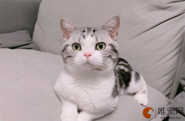 小猫崽不喝奶奄奄一息怎么办 买猫的注意事项有哪些