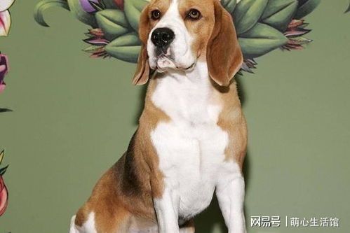 宠物猫怎么挑选名字好听