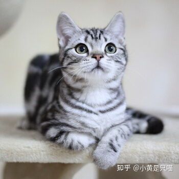 新手宠物猫怎么挑选好