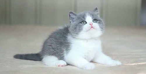 怎么挑选宠物猫的品种