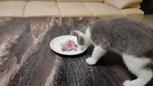 怎么喂宠物猫吃鱼