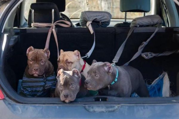 春节多地限时限区燃放烟花爆竹，人类的节日宠物的难日，为何宠物害怕鞭炮声！