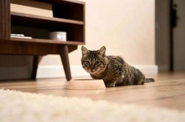 春节多地限时限区燃放烟花爆竹，人类的节日宠物的难日，为何宠物害怕鞭炮声！