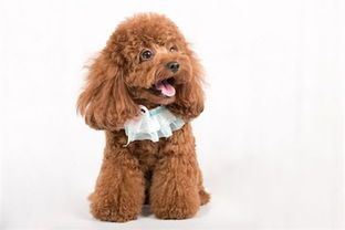 如何挑选最适合泰迪的狗粮？实用技巧大公开！