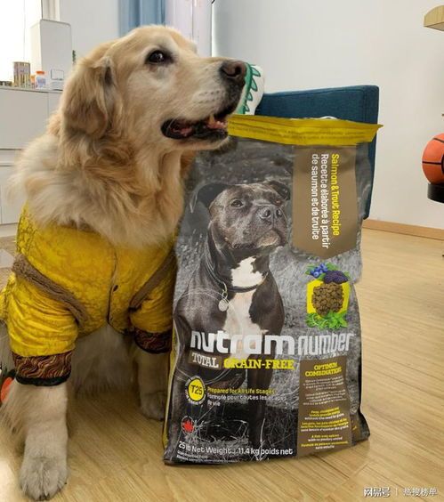 狗粮挑选指南，健康饮食从选粮开始