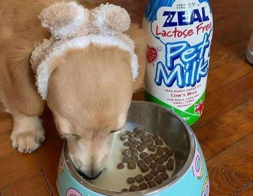 狗粮挑选指南，健康饮食从选粮开始