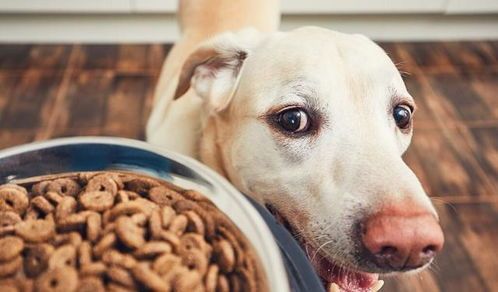 选择狗狗狗粮，如何挑选最适合它的营养配方？