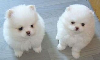 挑选博美适口泡软狗粮