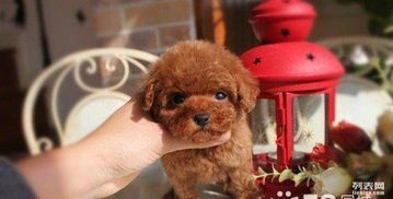 泰迪爱玩彩色玩具，选多彩互动型。