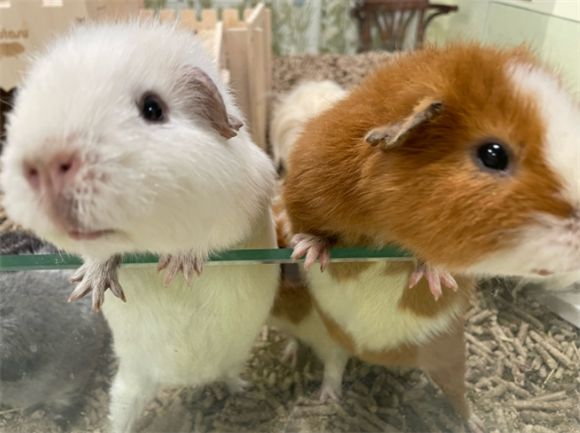 豚鼠垫料用什么最好