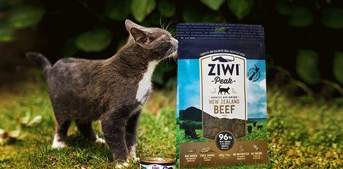 卡姿兰猫售价，宠物选购指南