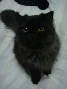 英国长毛猫价格：宠物级，约2000-5000元。