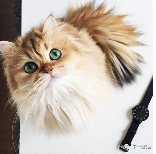 英国长毛猫价格：宠物级，约2000-5000元。