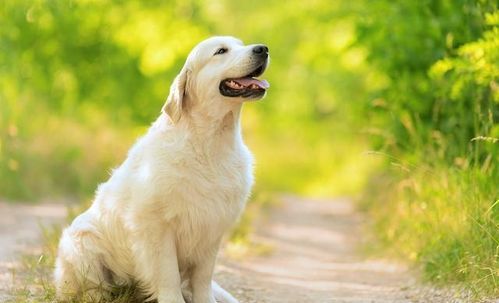 海淘狗狗狗粮，如何挑选最适合爱宠的口粮？