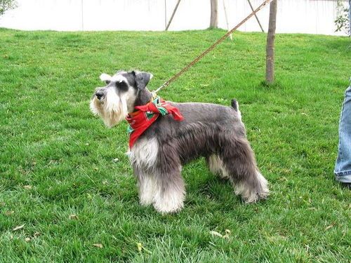 雪纳瑞挑选狗粮指南：轻松打造健康好狗狗