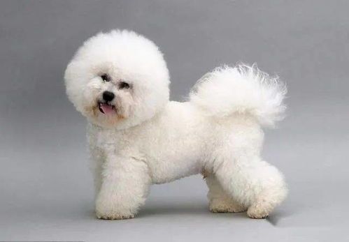 “一秒识串串狗，看毛发、耳朵、尾巴，三招教你辨品种！#宠物小技巧#”