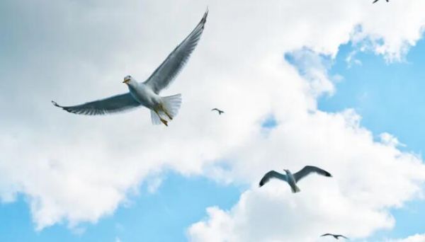 鸟禽宠物消费升级，你的品牌真的跟上了吗？