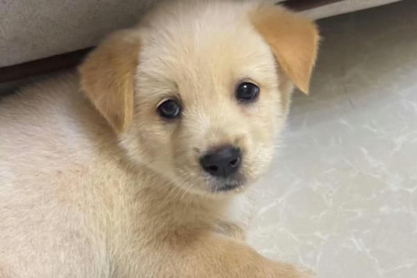 幼犬为什么会感冒咳嗽，营养不足、洗澡着凉都会导致