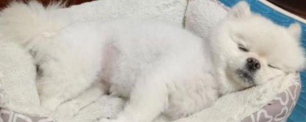 幼犬为什么会感冒咳嗽，营养不足、洗澡着凉都会导致