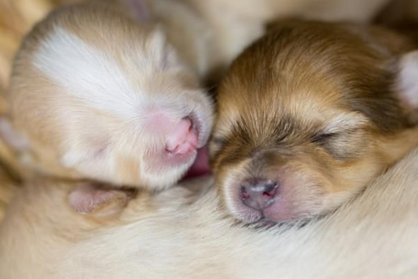 幼犬为什么会感冒咳嗽，营养不足、洗澡着凉都会导致