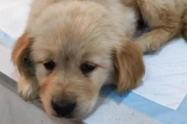 幼犬为什么会感冒咳嗽，营养不足、洗澡着凉都会导致