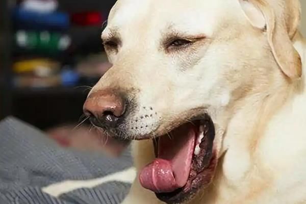 幼犬为什么会感冒咳嗽，营养不足、洗澡着凉都会导致