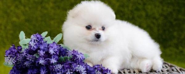 茶杯犬和博美一样吗，二者不是同一品种