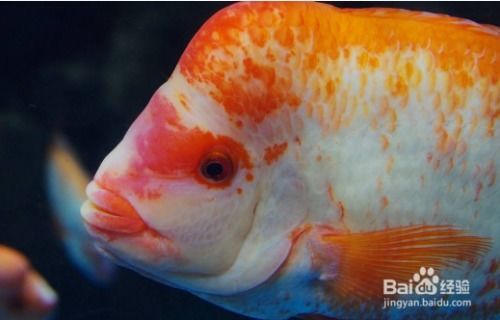 宠物鱼食剩余，密封冷藏保存。