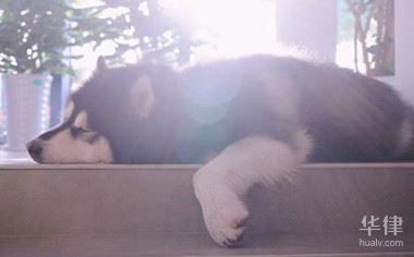 2024狗咬人要赔偿哪些费用