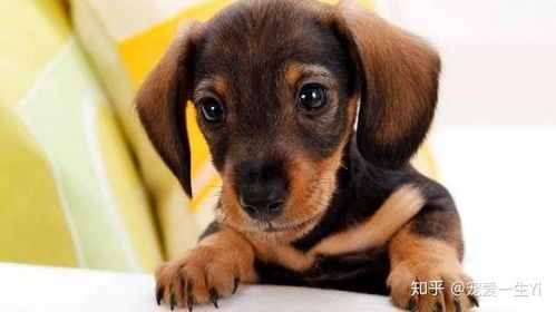 揭秘：如何有效修复狗狗神经问题？