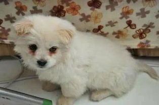 狗狗流白鼻涕，感冒或呼吸道感染，及时就医。