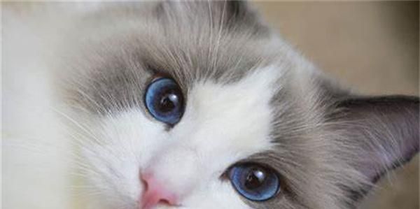 宠物猫咪的疫苗接种须知（从接种时间到预防疾病）