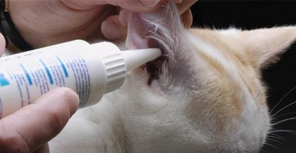 宠物猫咪的疫苗接种须知（从接种时间到预防疾病）