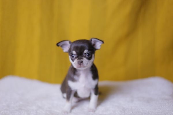 perros pequeños en el hogar