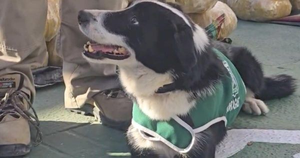 perro pequeño en exterior