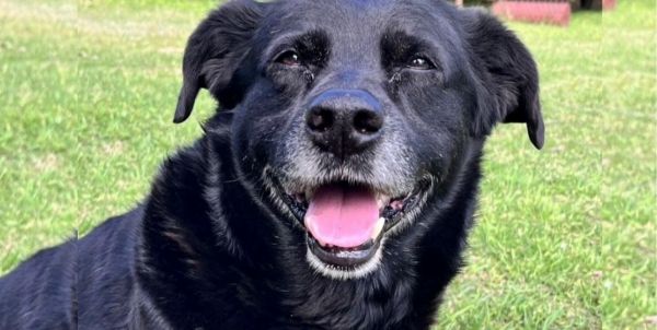 perro en entrenamiento