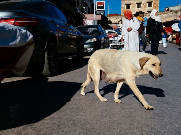 perro pequeño con familia
