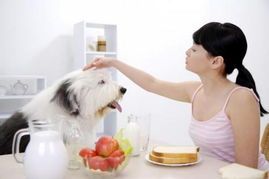 宠物术后饮食，呵护健康每一刻。